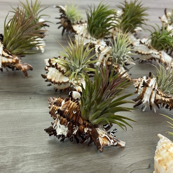 🔆LARGE AIR PLANT BUDDY🔆 WITH REAL SEA SHELL HANDMADE AND UNIQUE - Picture 5 of 12
